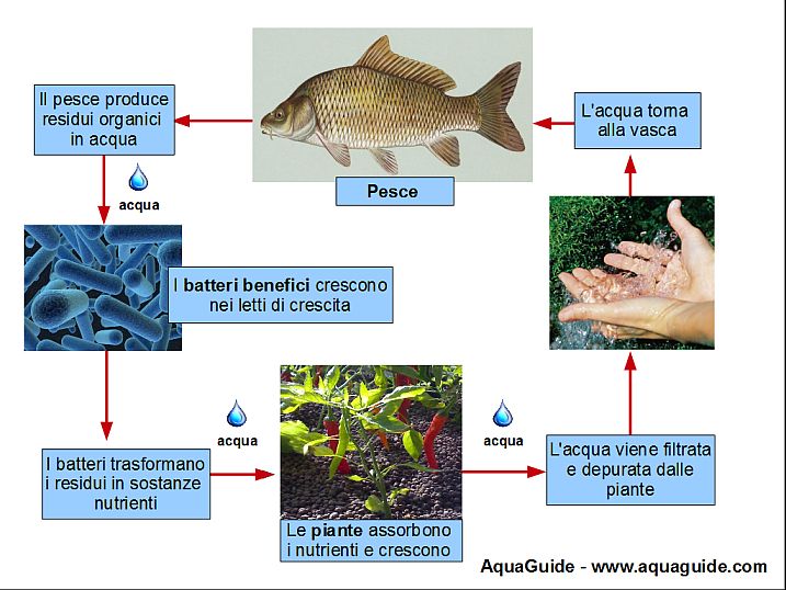 Acquaponica Una Tecnica Antica Per L Agricoltura Del Futuro