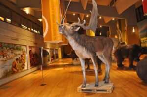 Una sala del Museo Nazionale del Paleolitico di Isernia
