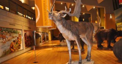 Una sala del Museo Nazionale del Paleolitico di Isernia