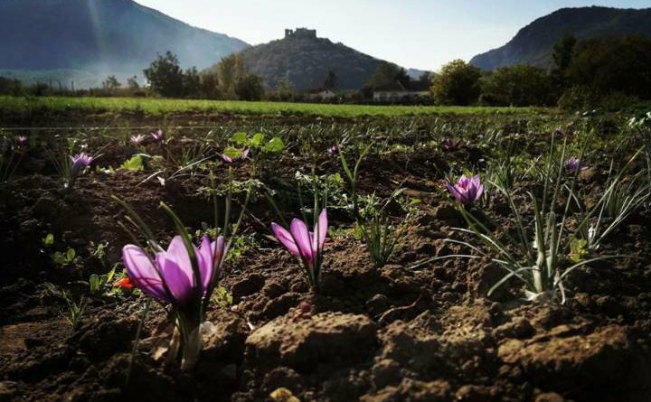 Una coltivazione di zafferano in Terra di Lavoro