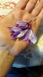 Un fiore di zafferano