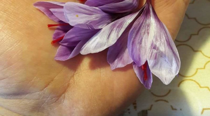 Un fiore di zafferano