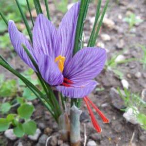 Un fiore di zafferano