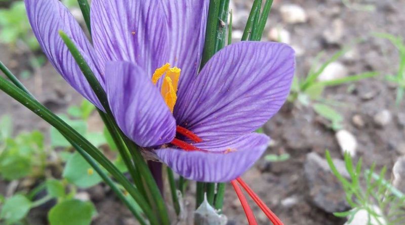 Un fiore di zafferano