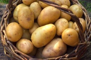 Le patate nel cestino