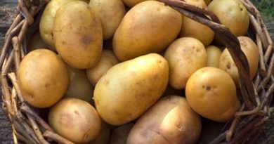 Le patate nel cestino