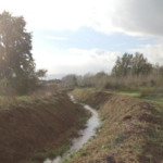Il corso del fosso Nocione nella zona di Cassino, un piccolo corso d'acqua nella campagna, con un albero sulla sinistra