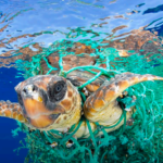 Una tartaruga marina impigliata in una rete da pesca in plastica