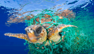 Una tartaruga marina impigliata in una rete da pesca in plastica
