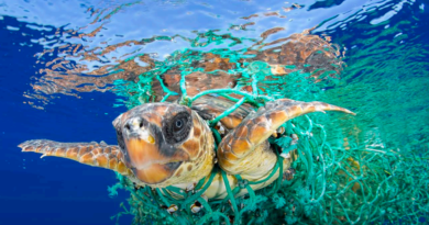 Una tartaruga marina impigliata in una rete da pesca in plastica