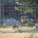 Mucche al pascolo intorno all'ex impianto di Sant'Elia Fiumerapido