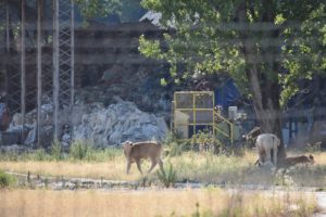 Mucche al pascolo intorno all'ex impianto di Sant'Elia Fiumerapido