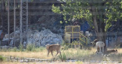 Mucche al pascolo intorno all'ex impianto di Sant'Elia Fiumerapido