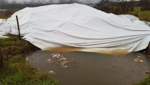 Nell'acqua piovana che ha riempito le fosse si possono osservare diversi rifiuti (Foto: Cassinogreen, dicembre 2018)