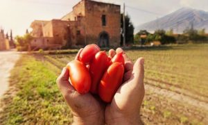 Il pomodoro San Marzano
