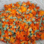 La calendula