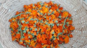 La calendula