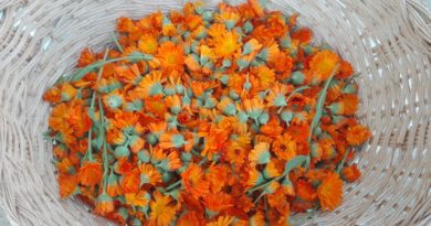 La calendula