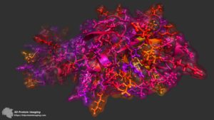 La struttura molecolare del Coronavirus 2019 (Fonte: Gianluca Tomasello, Wikipedia)