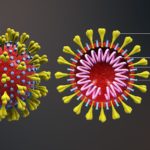 Immagini di Coronavirus estrapolate da un'animazione medica 3D, raffigurante la forma del coronavirus e la sezione trasversale