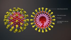 Immagini di Coronavirus estrapolate da un'animazione medica 3D, raffigurante la forma del coronavirus e la sezione trasversale