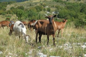 I pascoli dell'Azienda Agricola Benacquista