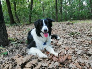 Il border collie Ariel, è uno dei quattro cani che da dicembre si allena per poter far parte del nucleo cinofilo dell' ANVVFC. La squadra cinofila della Protezione Civile sarà operativa a Piedimonte San Germano