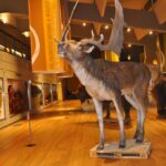 Una sala del Museo Nazionale del Paleolitico di Isernia