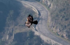 Un' aquila reale vola su un tratto del Tracciolino