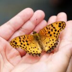 La rivoluzione della farfalla. Così ognuno di noi può cambiare il mondo