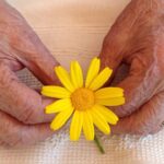 Un fiore giallo tra le mani di un'anziana